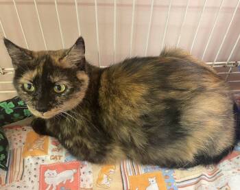 Rescue Domestic Short Hair Cats for Adoption in Westfield, New York - LucyLou | PetCurious