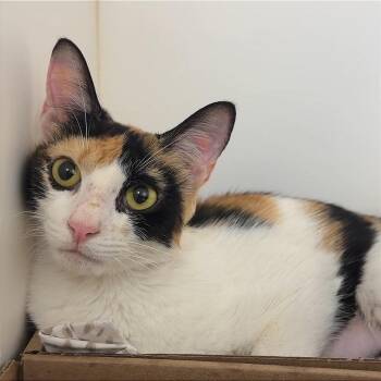Bailey -  Domestic Short Hair Cat for Adoption in Philadelphia, Pennsylvania - Bailey | PetCurious