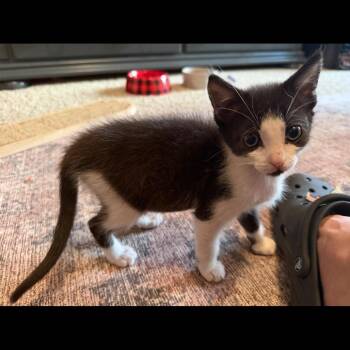 Louie -  Domestic Short Hair Cat for Adoption in Chattanooga, Tennessee - Louie | PetCurious