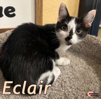 Eclair -  Domestic Short Hair Cat for Adoption in Douglasville, Georgia - Eclair | PetCurious