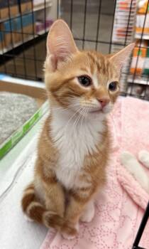 Tabby Cats Available for Adoption in Oakley, California - Rodriguez | PetCurious