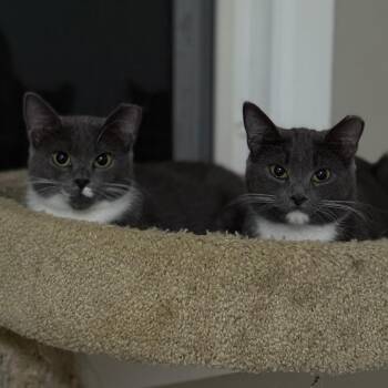 Domestic Short Hair Cats Available for Adoption - CreamPuff | PetCurious