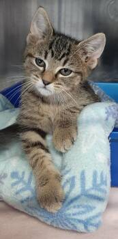 HeiHei -  Domestic Short Hair Cat for Adoption in Georgetown, Ohio - HeiHei | PetCurious