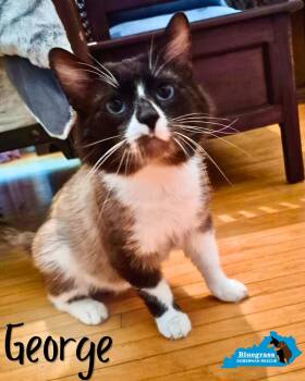 George -  Snowshoe Cat for Adoption in Louisville, Kentucky - George | PetCurious
