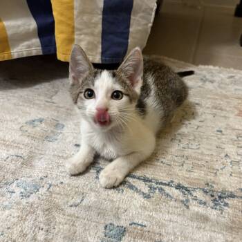 Rescue Domestic Short Hair Cats for Adoption in San Antonio, Texas - Joshi (Toe) | PetCurious