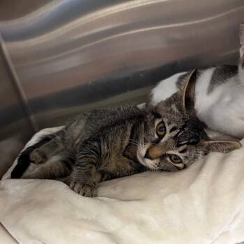 Cagney -  Domestic Short Hair Cat for Adoption in Keizer, Oregon - Cagney | PetCurious