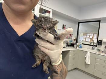 ELLA -  Domestic Short Hair Cat for Adoption in Santa Fe, New Mexico - ELLA | PetCurious