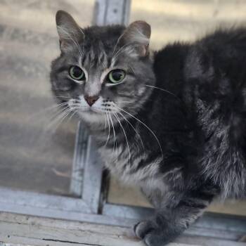 Rescue Domestic Short Hair Cats for Adoption in Lincoln, Nebraska - Empress Meow Meow | PetCurious