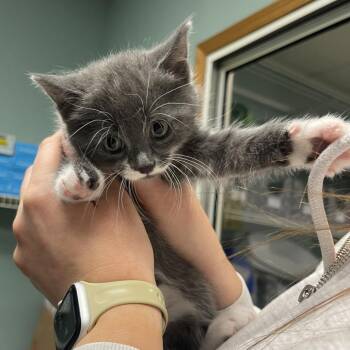 Domestic Short Hair Cats Available for Adoption in Lenexa, Kansas - Cruller | PetCurious