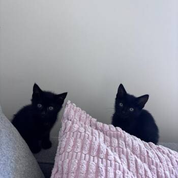 Unique -  Domestic Short Hair Cat for Adoption in Spokane, Washington - Unique | PetCurious