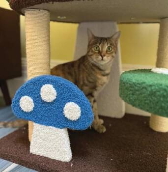 Tabby Cats Available for Adoption - Sugar Muffin | PetCurious