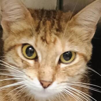 Makita -  Domestic Short Hair Cat for Adoption in Palestine, Texas - Makita | PetCurious