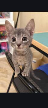 Edward -  Tabby Cat for Adoption in Sanford, Florida - Edward | PetCurious
