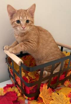 Saffron -  Domestic Short Hair Cat for Adoption in Arthur, Ontario - Saffron | PetCurious
