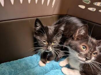 SARGE -  Domestic Short Hair Cat for Adoption in Kent, Washington - SARGE | PetCurious