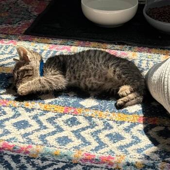 Nicky -  Domestic Short Hair Cat for Adoption in Chicago, Illinois - Nicky | PetCurious