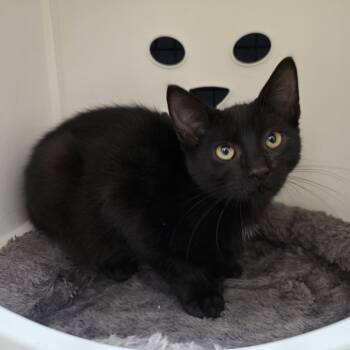 Cascade -  Domestic Short Hair Cat for Adoption in Oshkosh, Wisconsin - Cascade | PetCurious
