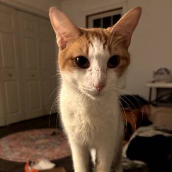 Rescue Domestic Short Hair Cats for Adoption in Bel Air, Maryland - Angel | PetCurious