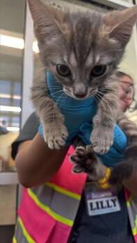 MIRIAM -  Domestic Short Hair Cat for Adoption in San Antonio, Texas - MIRIAM | PetCurious
