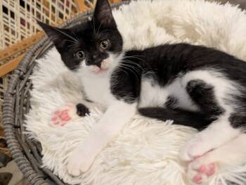 Rescue Domestic Short Hair Cats for Adoption in Plymouth, Michigan - Olivia | PetCurious