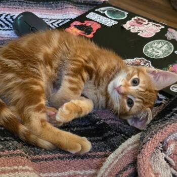 Gingie -  Domestic Short Hair Cat for Adoption in Austin, Texas - Gingie | PetCurious