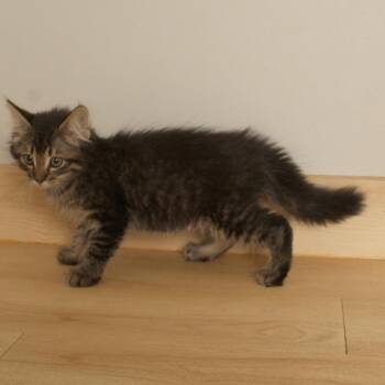Luigi C71405 -  Domestic Medium Hair Cat for Adoption in Minnetonka, Minnesota - Luigi C71405 | PetCurious