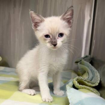 Princess Meowkins -  Siamese and Domestic Short Hair Cat for Adoption in Kansas City, Kansas - Princess Meowkins | PetCurious