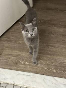 Chookie -  Domestic Short Hair Cat for Adoption in New York, New York - Chookie | PetCurious
