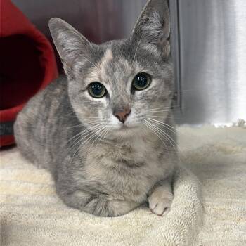 American Shorthair Cats Available for Adoption in Carrollton, Texas - Hazel | PetCurious