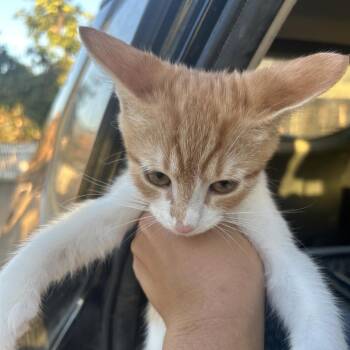 Thursday -  Domestic Short Hair Cat for Adoption in Hemet, California - Thursday | PetCurious