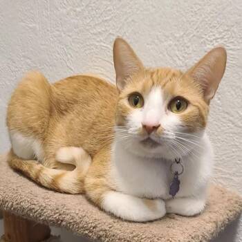 Rescue Domestic Short Hair Cats for Adoption in Renton, Washington - Olive | PetCurious