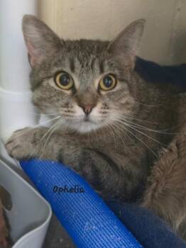 Domestic Short Hair Cats Available for Adoption in Cedar Rapids, Iowa - Ophelia | PetCurious