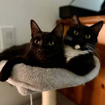 Sammy & Sophie — Bonded Pair -  Domestic Medium Hair Cat for Adoption in Gladstone, Oregon - Sammy & Sophie — Bonded Pair | PetCurious
