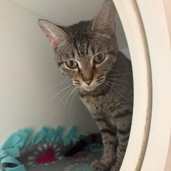 Lola Bunny -  Domestic Short Hair Cat for Adoption in Normal, Illinois - Lola Bunny | PetCurious