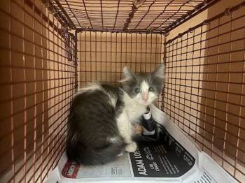 Albert -  Domestic Short Hair Cat for Adoption in Austin, Texas - Albert | PetCurious