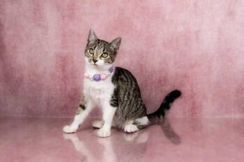 Allie - 12 weeks old - Likes dogs -  Domestic Short Hair and Tabby Cat for Adoption in Tuscaloosa, Alabama - Allie - 12 Weeks Old - Likes Dogs | PetCurious