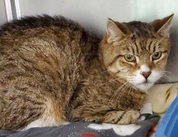 Rescue Domestic Short Hair Cats for Adoption in Butte, Montana - Tigger | PetCurious