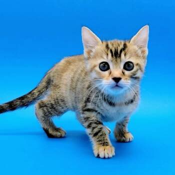 Nellie Bly -  Domestic Short Hair Cat for Adoption in Springfield, Missouri - Nellie Bly | PetCurious