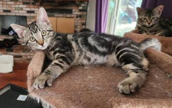 Blueberry -  Domestic Short Hair Cat for Adoption in Oceanside, California - Blueberry | PetCurious