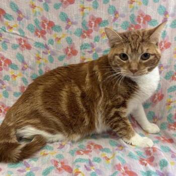 Daisy -  Domestic Short Hair Cat for Adoption in Long Beach, California - Daisy | PetCurious
