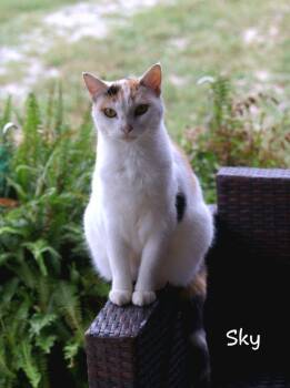 Sky -  Domestic Short Hair Cat for Adoption in Cromwell, Kentucky - Sky | PetCurious