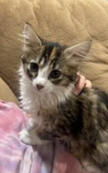 Squish -  Domestic Short Hair Cat for Adoption in Millcreek, Utah - Squish | PetCurious