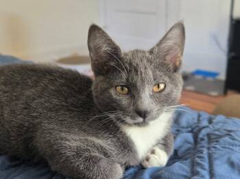 Rachel -  Domestic Short Hair Cat for Adoption in Montclair, New Jersey - Rachel | PetCurious