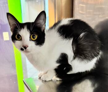 Allspice -  Domestic Short Hair Cat for Adoption in Little Rock, Arkansas - Allspice | PetCurious