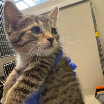 Lace -  Domestic Short Hair Cat for Adoption in Oak Park, Illinois - Lace | PetCurious