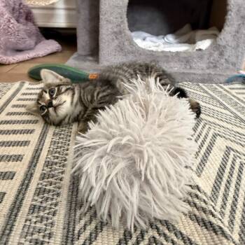Domestic Short Hair Cats Available for Adoption in Pinellas Park, Florida - Fig | PetCurious