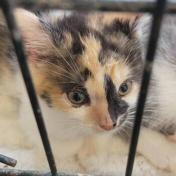 Rescue Domestic Short Hair Cats for Adoption in Racine, Wisconsin - Jinny | PetCurious