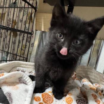 Domestic Short Hair Cats Available for Adoption in Buffalo, Minnesota - Renny | PetCurious