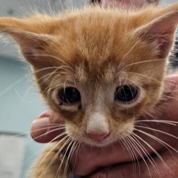Country -  Domestic Short Hair Cat for Adoption in Greensboro, North Carolina - Country | PetCurious