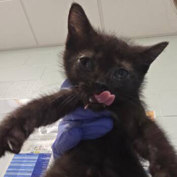 Slate -  Domestic Medium Hair Cat for Adoption in Chattanooga, Tennessee - Slate | PetCurious